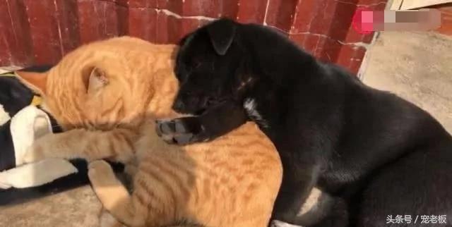 狗狗爱上猫咪后 抱着猫咪一起睡 这架势让单身狗羡慕!