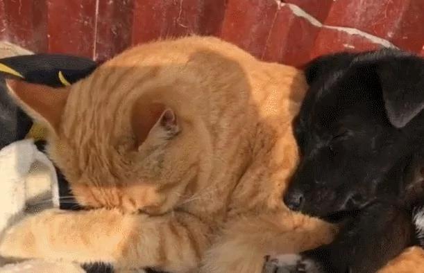 狗狗爱上猫咪后 抱着猫咪一起睡 这架势让单身狗羡慕!