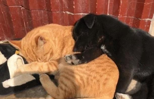 狗狗爱上猫咪后 抱着猫咪一起睡 这架势让单身狗羡慕!