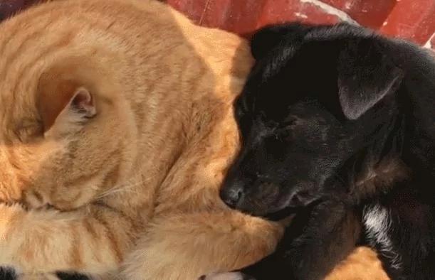 狗狗爱上猫咪后 抱着猫咪一起睡 这架势让单身狗羡慕!