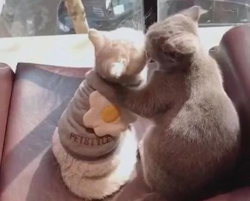 买两只猫是让它们相依为命的 结果天天秀恩爱 让单身主人尴尬了!