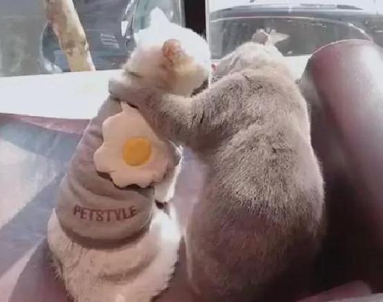 买两只猫是让它们相依为命的 结果天天秀恩爱 让单身主人尴尬了!
