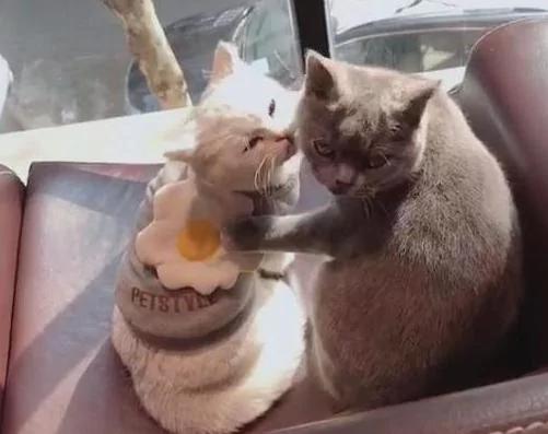 买两只猫是让它们相依为命的 结果天天秀恩爱 让单身主人尴尬了!