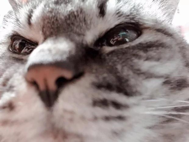 打完针我家的猫就不会走路了!主人抱回去求救 却脸红到想挖洞躲起来!
