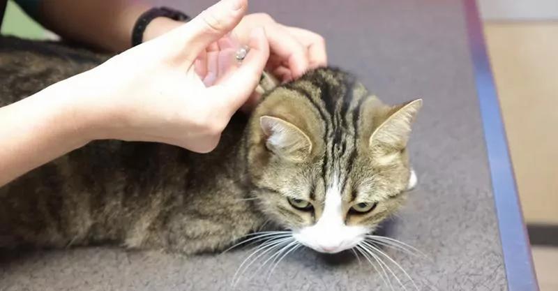 打完针我家的猫就不会走路了!主人抱回去求救 却脸红到想挖洞躲起来!
