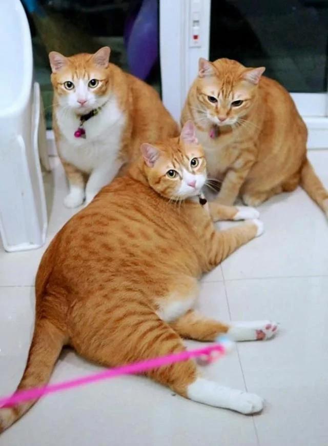 主人晒出三只橘猫 网友看了超羡慕:大户人家啊!