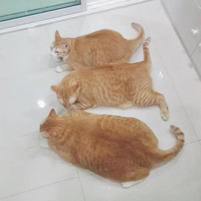 主人晒出三只橘猫 网友看了超羡慕:大户人家啊!