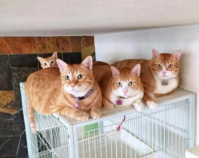 主人晒出三只橘猫 网友看了超羡慕:大户人家啊!