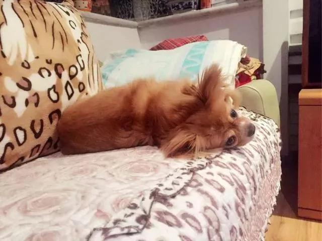 小狗崽没断奶 妈妈就被偷走了 天天半夜起来哭妈妈!