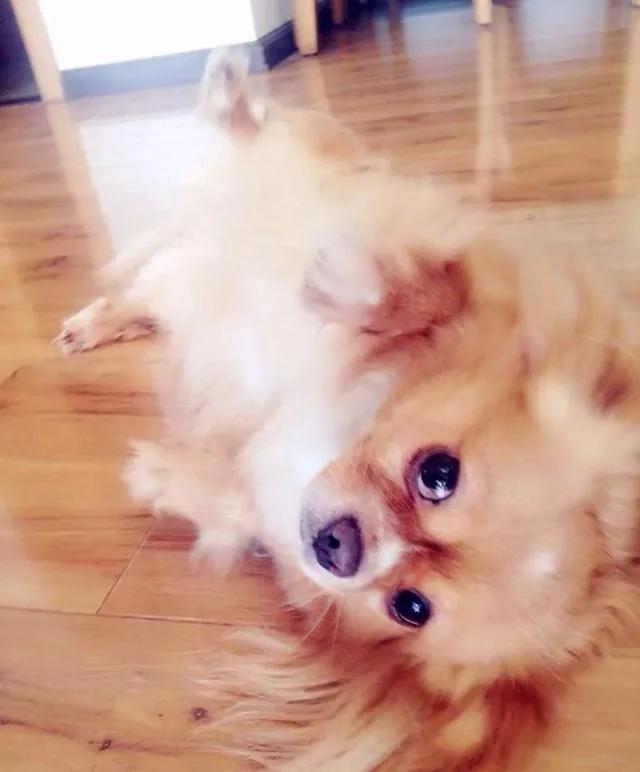 小狗崽没断奶 妈妈就被偷走了 天天半夜起来哭妈妈!