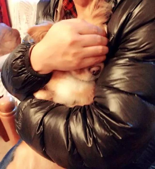 小狗崽没断奶 妈妈就被偷走了 天天半夜起来哭妈妈!