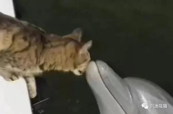 猫咪第一次见海豚 竟如此亲昵 主人都要吃醋了!