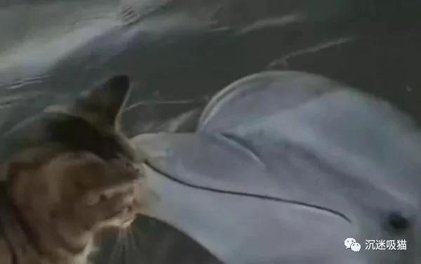 猫咪第一次见海豚 竟如此亲昵 主人都要吃醋了!