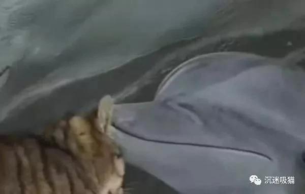 猫咪第一次见海豚 竟如此亲昵 主人都要吃醋了!