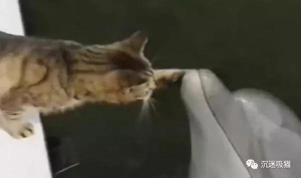 猫咪第一次见海豚 竟如此亲昵 主人都要吃醋了!