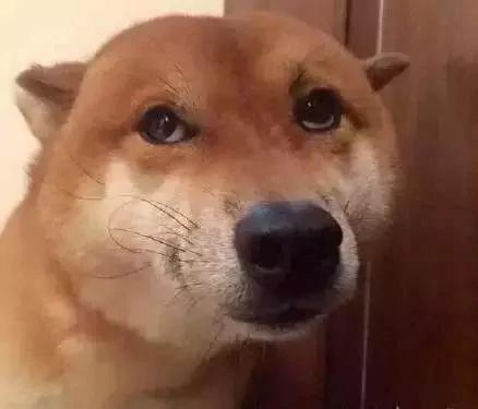 狗狗对加班回来的主人抛媚眼 主人一算 出事了!