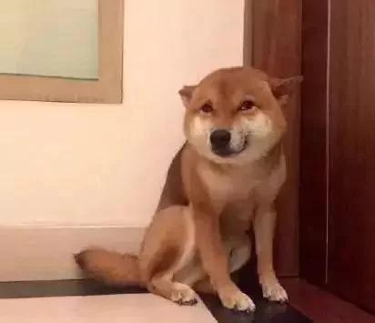 狗狗对加班回来的主人抛媚眼 主人一算 出事了!