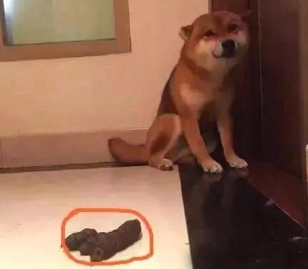 狗狗对加班回来的主人抛媚眼 主人一算 出事了!