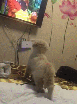 这只狗子成精了 居然一脸向往的看西游记 猴哥 我要拜你为师