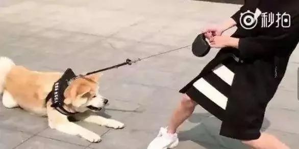 狗狗逛街死活不愿回家 女主人使出绝招 路人看呆眼!