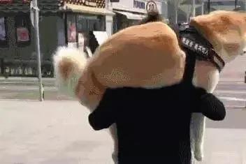 狗狗逛街死活不愿回家 女主人使出绝招 路人看呆眼!