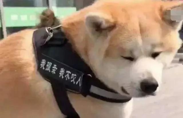 狗狗逛街死活不愿回家 女主人使出绝招 路人看呆眼!