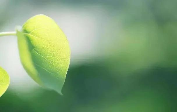 世界著名短篇小说:《最后一片树叶》
