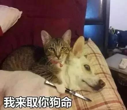 网友打包去旅行 结果家里的喵星人自动打好包了!