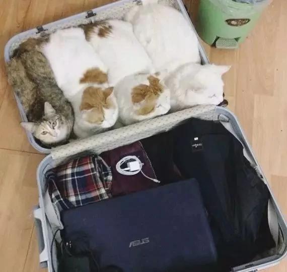 网友打包去旅行 结果家里的喵星人自动打好包了!
