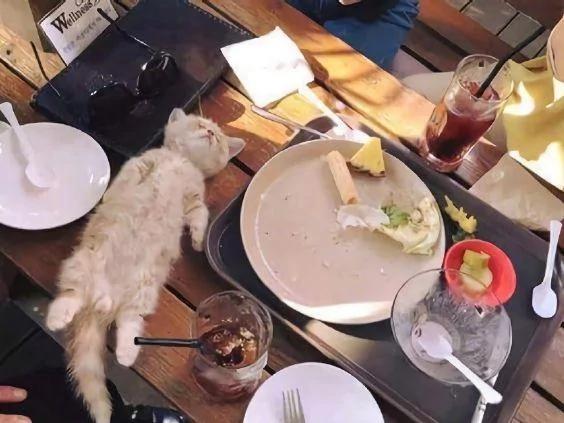小橘猫在主人的饭桌上睡着了 这罕见的睡姿 太可爱了!