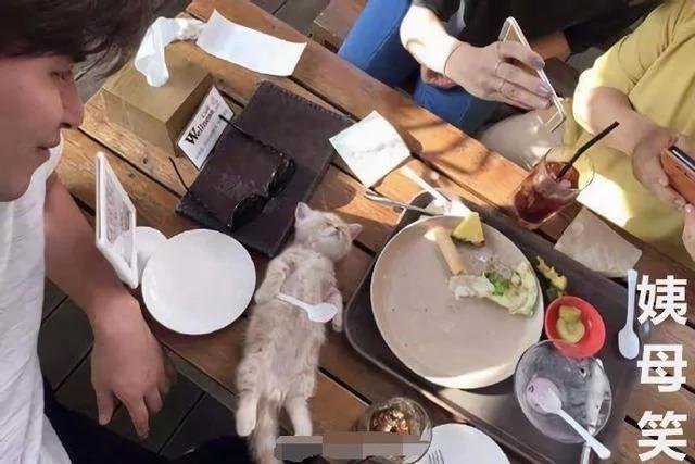 小橘猫在主人的饭桌上睡着了 这罕见的睡姿 太可爱了!