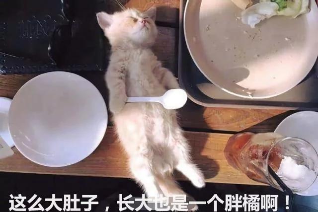 小橘猫在主人的饭桌上睡着了 这罕见的睡姿 太可爱了!