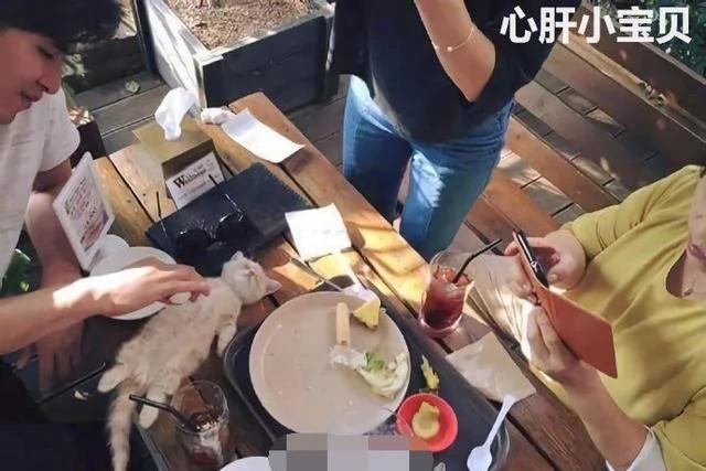 小橘猫在主人的饭桌上睡着了 这罕见的睡姿 太可爱了!