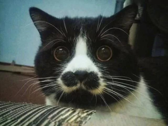 宠主晒出家猫饭前与饭后的表情 网友忍不住笑喷:这才是真猫!