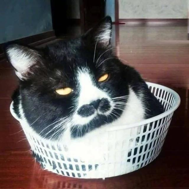 宠主晒出家猫饭前与饭后的表情 网友忍不住笑喷:这才是真猫!