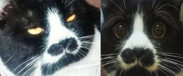 宠主晒出家猫饭前与饭后的表情 网友忍不住笑喷:这才是真猫!