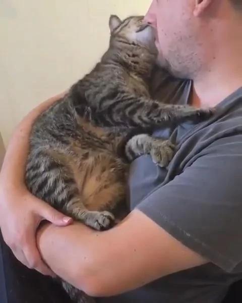 出差把猫咪寄养朋友家 再见面 猫咪的举动让主人心里好暖!