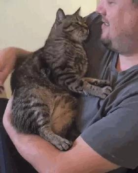 出差把猫咪寄养朋友家 再见面 猫咪的举动让主人心里好暖!