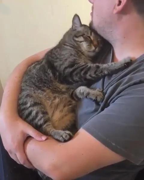 出差把猫咪寄养朋友家 再见面 猫咪的举动让主人心里好暖!