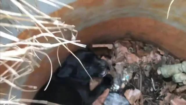 流浪狗妈妈饿了几天 不得已向人类求助:救救我的孩子吧!