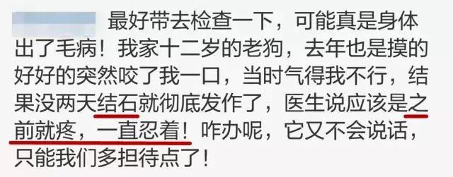 突然被自家狗咬了一口 要不要把狗丢掉?