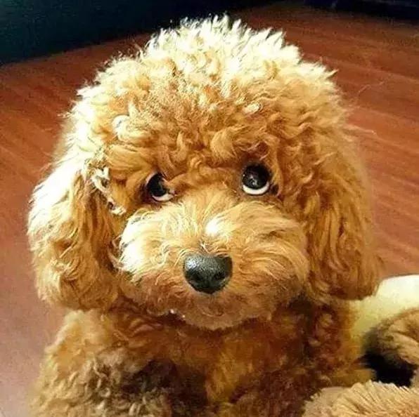 突然被自家狗咬了一口 要不要把狗丢掉?