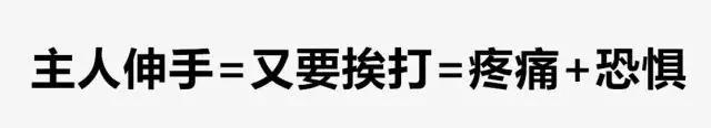 突然被自家狗咬了一口 要不要把狗丢掉?