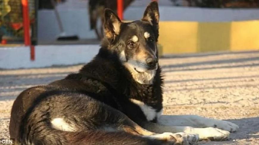 主人离世 忠犬一夜消失 11年后真相大白感动所有人