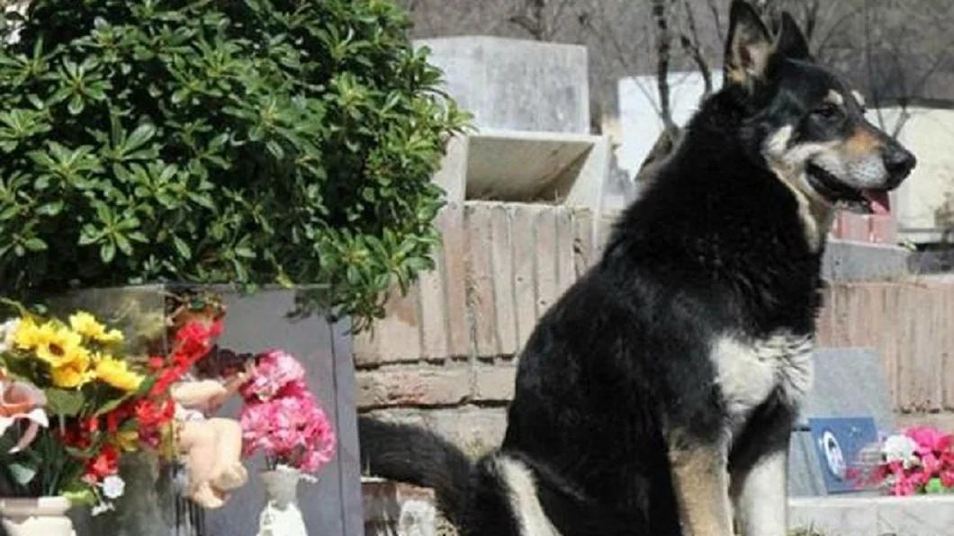 主人离世 忠犬一夜消失 11年后真相大白感动所有人