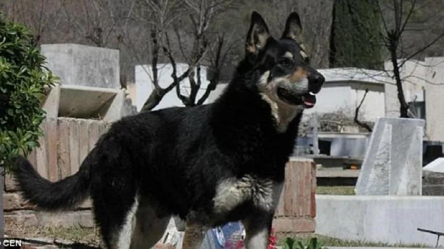 主人离世 忠犬一夜消失 11年后真相大白感动所有人
