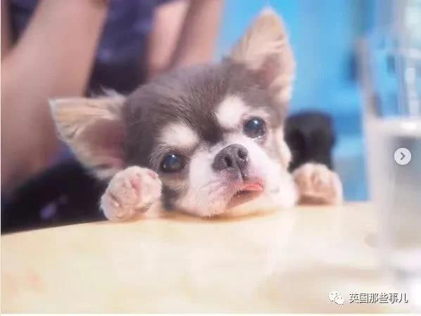 养一只超粘人超小只的狗狗…简直萌到犯规噜