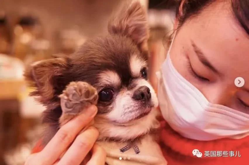 养一只超粘人超小只的狗狗…简直萌到犯规噜