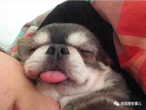 养一只超粘人超小只的狗狗…简直萌到犯规噜