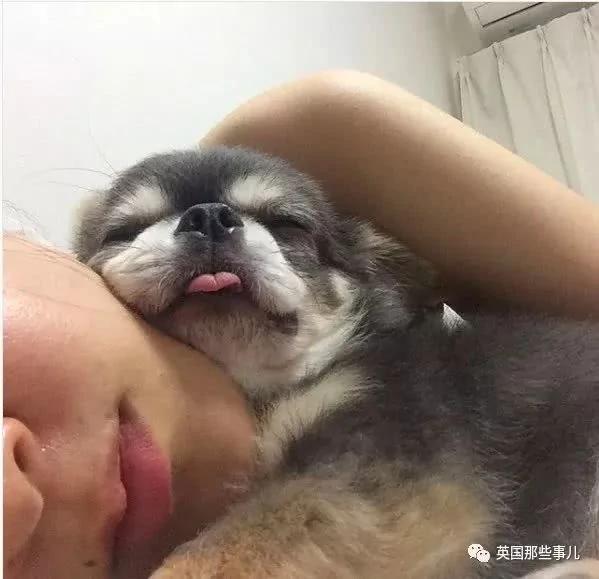 养一只超粘人超小只的狗狗…简直萌到犯规噜